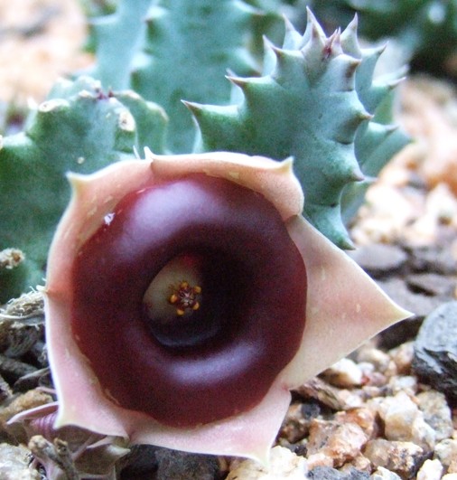 Huernia insigniflora: Photographed by Erhan Uludag